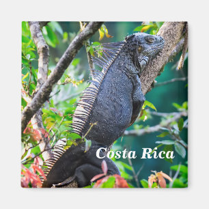 Costa Rica, Muelle - Lazy Iguana resting in a tree Magnet