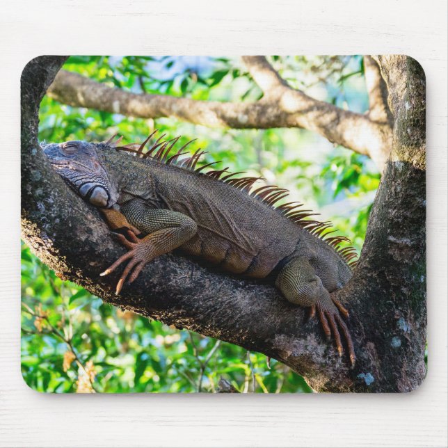 Costa Rica, Muelle - Lazy Iguana resting in a tree Mouse Mat (Front)