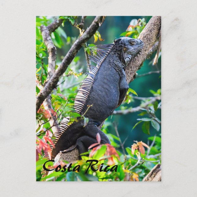 Costa Rica, Muelle - Lazy Iguana resting in a tree Postcard (Front)