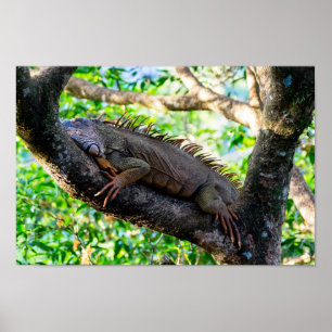 Costa Rica, Muelle - Lazy Iguana resting in a tree Poster