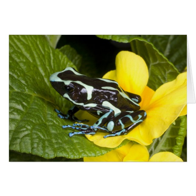 Costa Rica, Osa Peninsula (Front Horizontal)