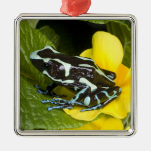Costa Rica, Osa Peninsula Metal Tree Decoration