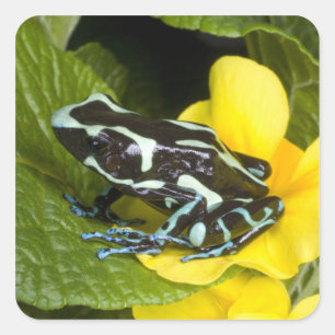 Costa Rica, Osa Peninsula Square Sticker