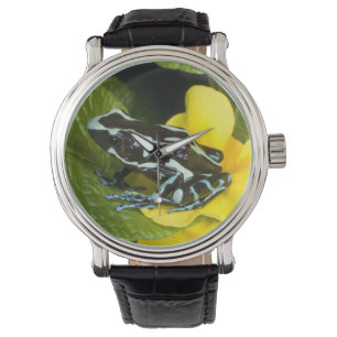 Costa Rica, Osa Peninsula Watch