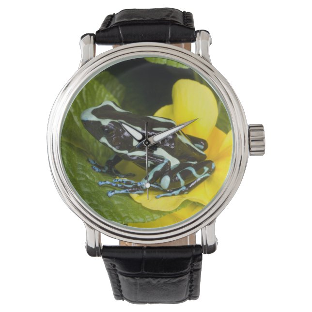 Costa Rica, Osa Peninsula Watch (Front)