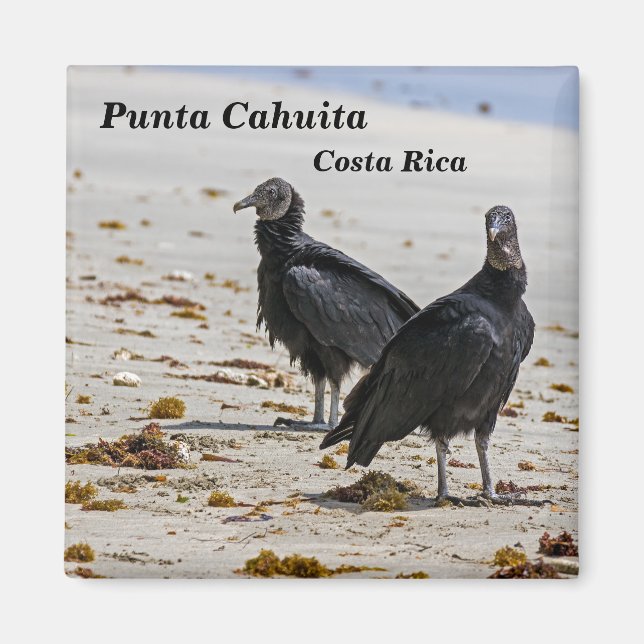 Costa Rica, Punta Cahuita - Black vultures Magnet (Front)