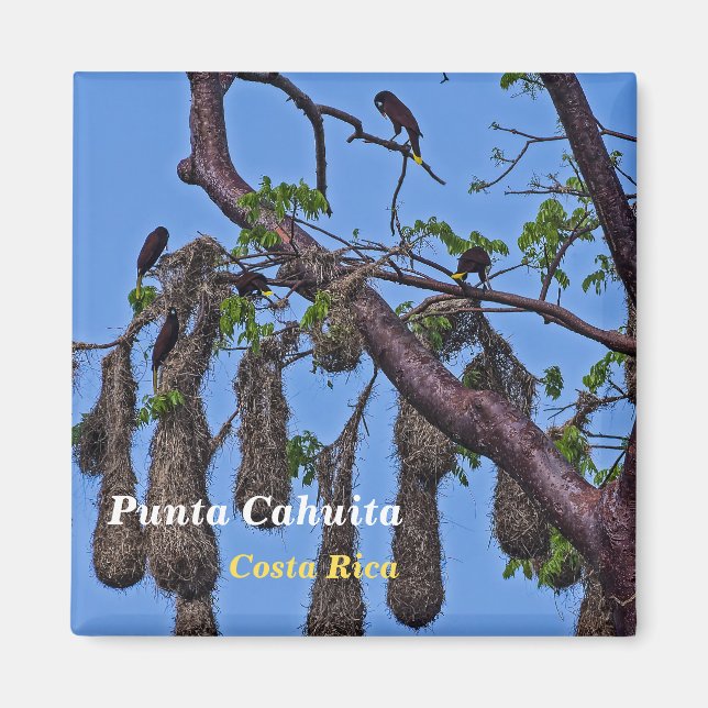 Costa Rica, Punta Cahuita - Psarocolius decumanus Magnet (Front)