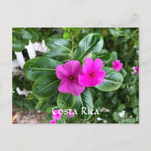 Costa Rica Purple Flower Postcard