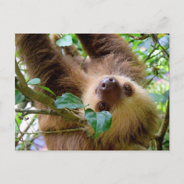 Costa Rica Rainforest Sloth Postcard (Front)