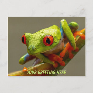 Costa Rica Red-Eyed Frog Personalised Postcard