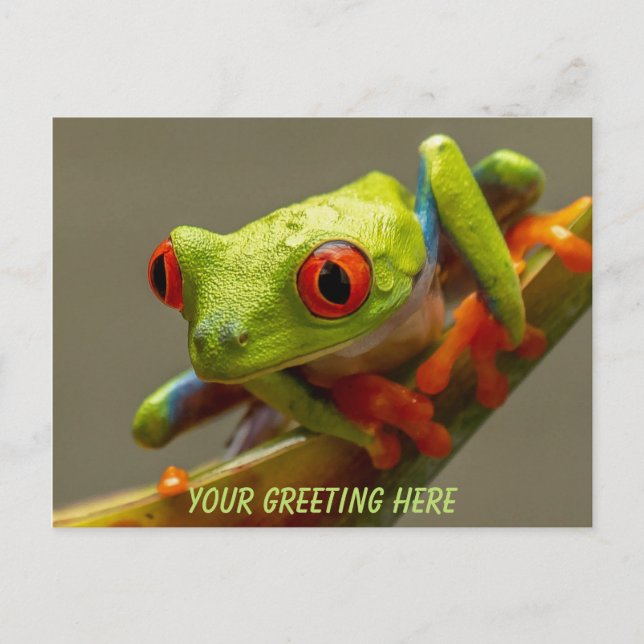 Costa Rica Red-Eyed Frog Personalised Postcard (Front)