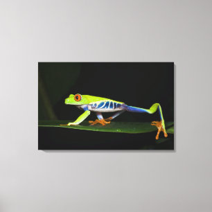 Costa Rica, Red-eyed Tree Frog (Agalychnis Canvas Print