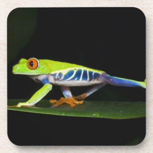 Costa Rica, Red-eyed Tree Frog (Agalychnis Coaster