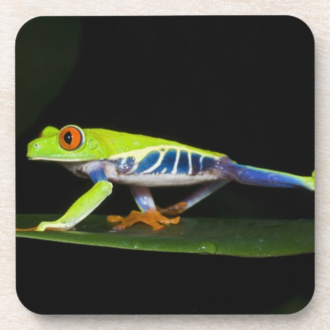 Costa Rica, Red-eyed Tree Frog (Agalychnis Coaster (Front)