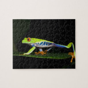 Costa Rica, Red-eyed Tree Frog (Agalychnis Jigsaw Puzzle