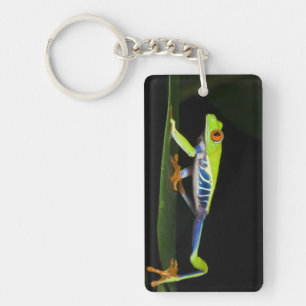 Costa Rica, Red-eyed Tree Frog (Agalychnis Key Ring