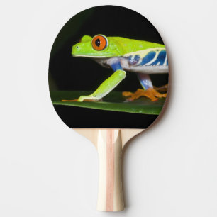 Costa Rica, Red-eyed Tree Frog (Agalychnis Ping Pong Paddle