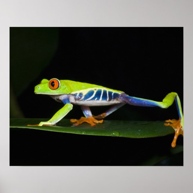 Costa Rica, Red-eyed Tree Frog (Agalychnis Poster (Front)