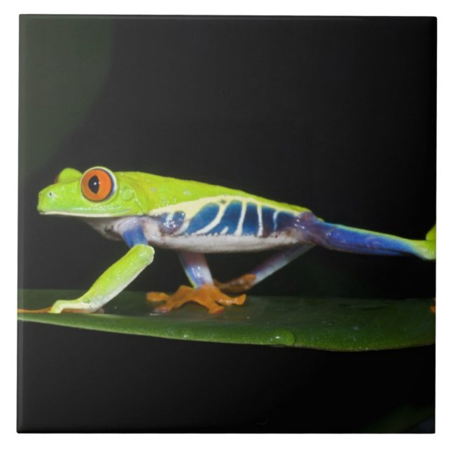 Costa Rica, Red-eyed Tree Frog (Agalychnis Tile (Front)