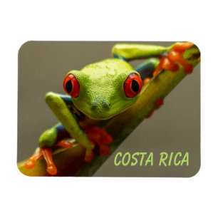 Costa Rica Red-Eyed Tree Frog "I See You" Magnet