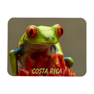 Costa Rica Red-Eyed Tree Frog Magnet