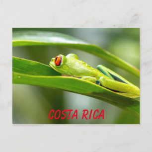 Costa Rica Red-Eyed Tree Frog On a Leaf Postcard