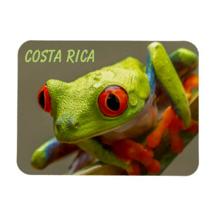 Costa Rica Red-Eyed Tree Frog Ready to Hop Magnet