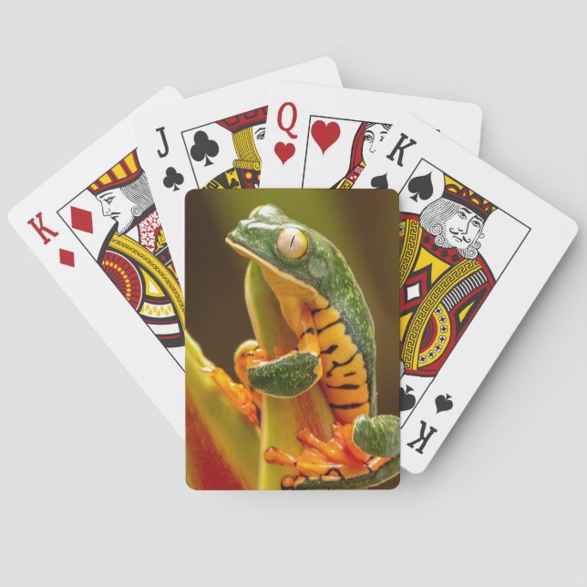 Costa Rica Tiger Leg Tree Frog Playing Cards (Back)