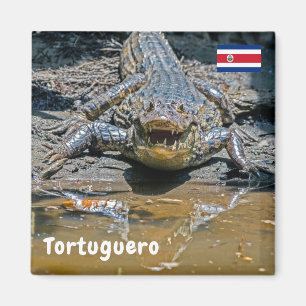 Costa Rica, Tortuguero - Aggressive crocodile Magnet