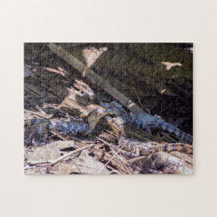 Costa Rica, Tortuguero - Baby crocodiles Jigsaw Puzzle