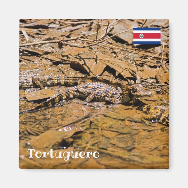 Costa Rica, Tortuguero -  Baby crocodiles Magnet (Front)
