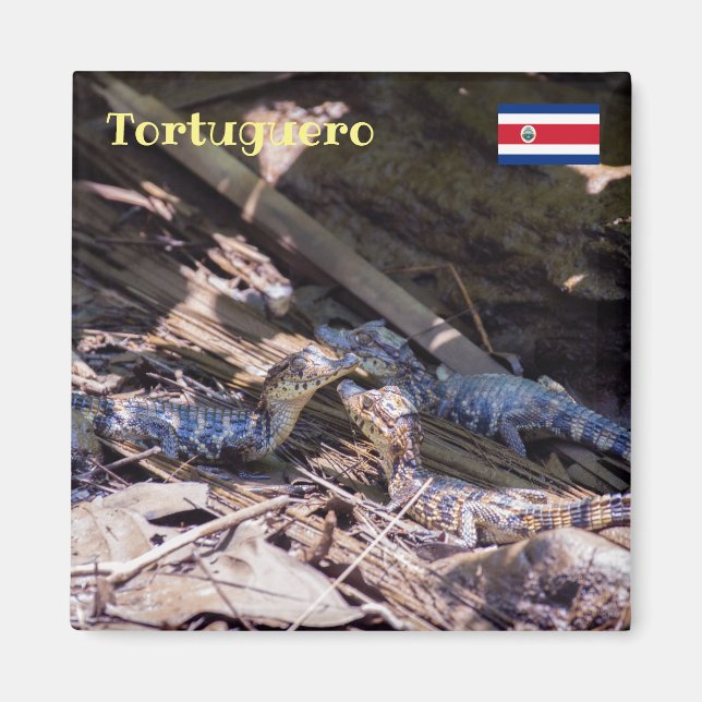 Costa Rica, Tortuguero -  Baby crocodiles Magnet (Front)