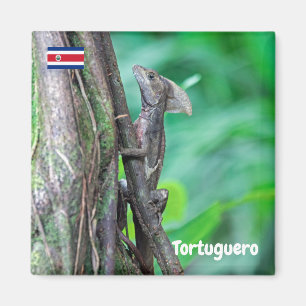 Costa Rica, Tortuguero -  Basilisk Lizard Magnet