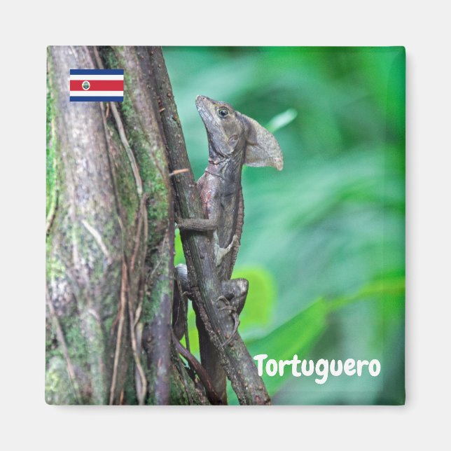 Costa Rica, Tortuguero -  Basilisk Lizard Magnet (Front)