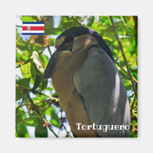 Costa Rica, Tortuguero - Boat-billed Heron Magnet