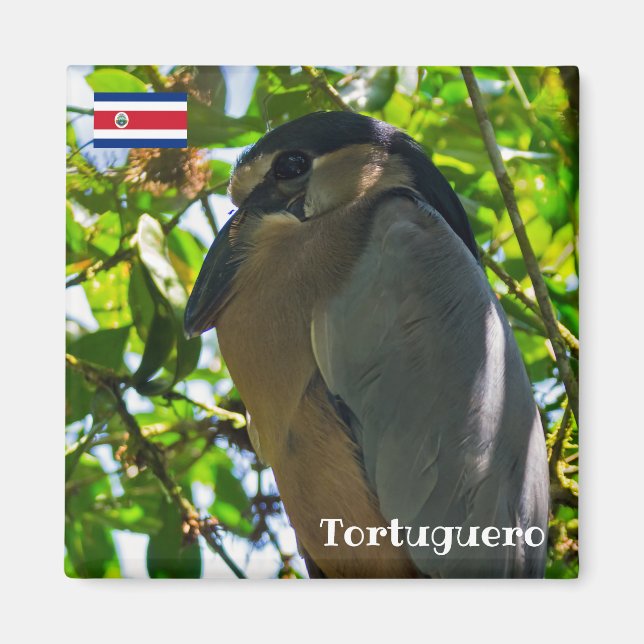 Costa Rica, Tortuguero -  Boat-billed Heron Magnet (Front)