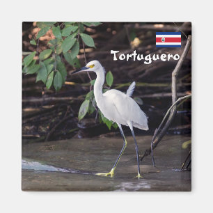 Costa Rica, Tortuguero -  Egretta thula Magnet