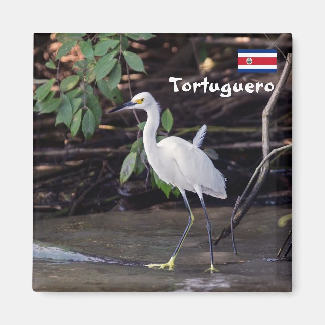 Costa Rica, Tortuguero -  Egretta thula Magnet (Front)