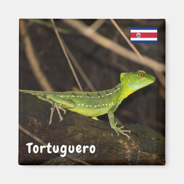 Costa Rica, Tortuguero - Emerald Basilisk Lizard Magnet (Front)