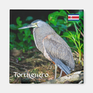 Costa Rica, Tortuguero - Heron Magnet