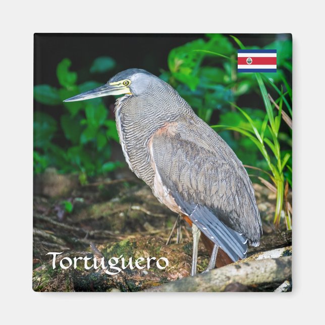 Costa Rica, Tortuguero -  Heron Magnet (Front)