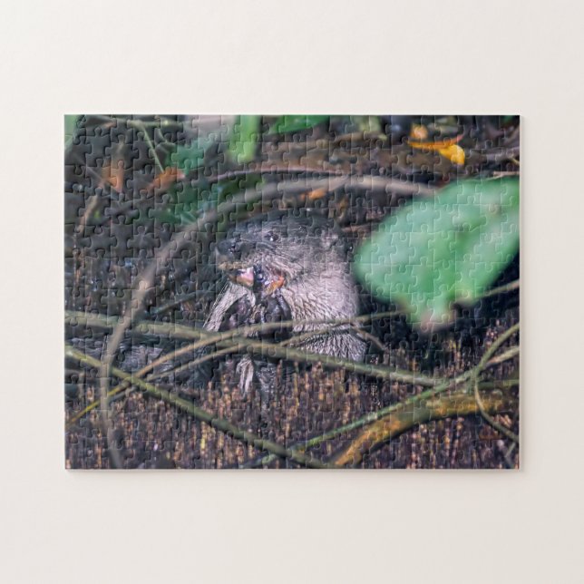 Costa Rica, Tortuguero - Otter eating fish Jigsaw Puzzle (Horizontal)