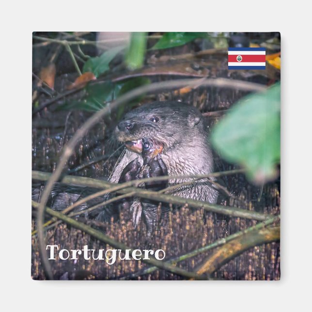 Costa Rica, Tortuguero -  Otter eating fish Magnet (Front)