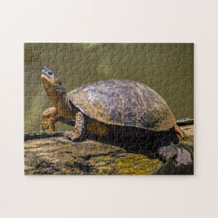 Costa Rica, Tortuguero - River Turtle Jigsaw Puzzle