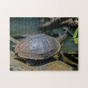 Costa Rica, Tortuguero - River Turtle Jigsaw Puzzle