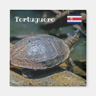 Costa Rica, Tortuguero -  River Turtle Magnet