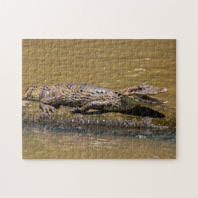 Costa Rica, Tortuguero - Smilling crocodile Jigsaw Puzzle (Horizontal)