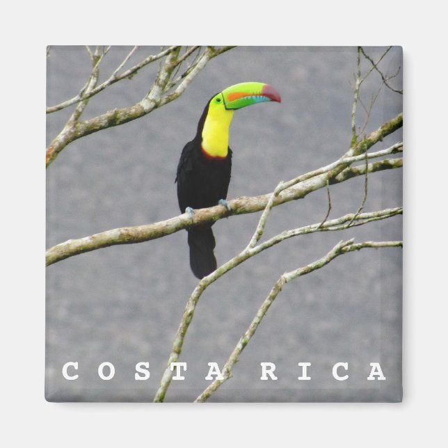 Costa Rica Toucan Souvenir Magnet (Front)