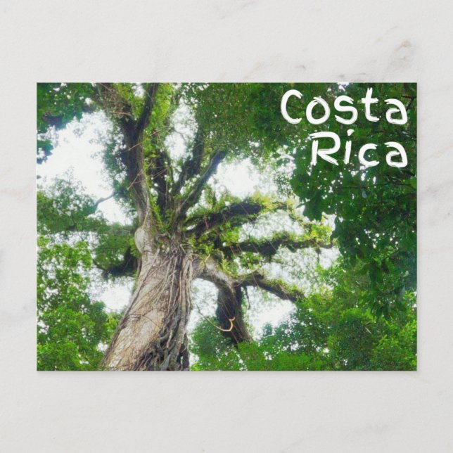 Costa Rica Tree Photography Postcard (Front)