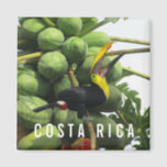 Costa Rica Tropical Toucan Souvenir Magnet<br><div class="desc">Costa Rica travel souvenir magnet featuring a photograph on a tropical toucan eating papaya from the tree. A great souvenir to always remember the wildlife you saw while visiting Costa Rica.</div>